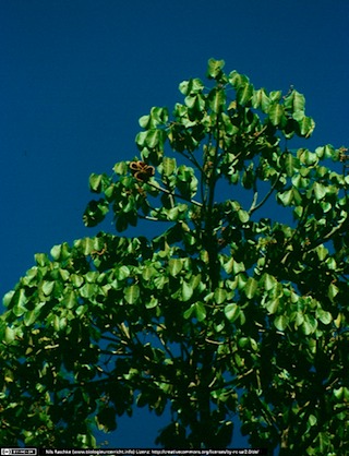 cochlospermum(www_biologieunterricht_info)