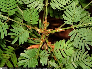 DSCF0318(www_biologieunterricht_info)