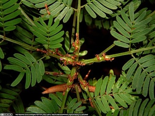 DSCF0319(www_biologieunterricht_info)