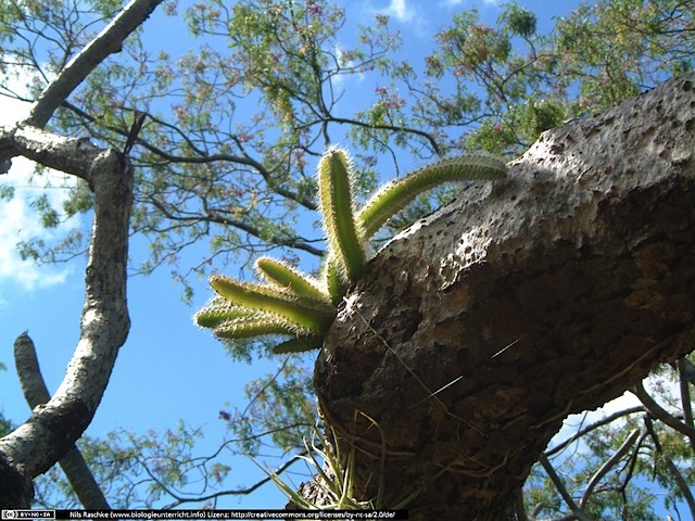 DSCF0632(www_biologieunterricht_info)