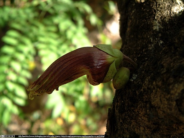 DSCF0668(www_biologieunterricht_info)