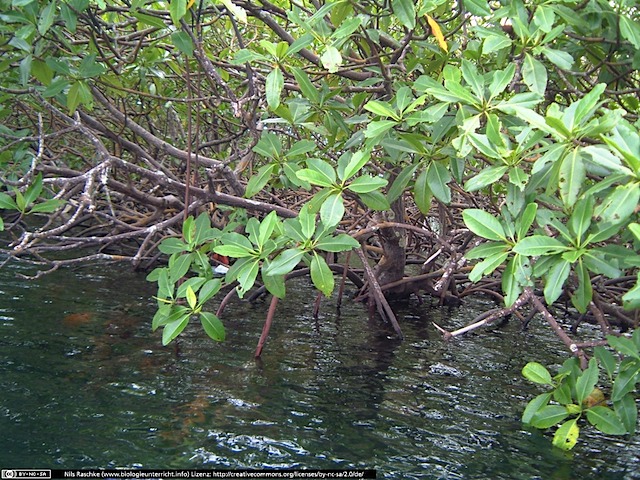 DSCF0811(www_biologieunterricht_info)