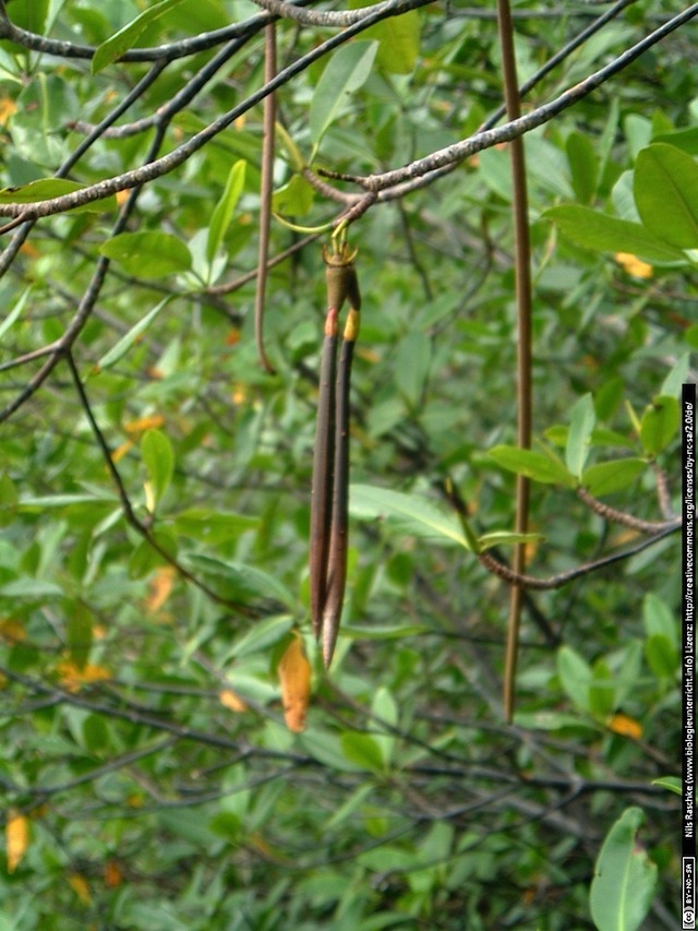 DSCF0817(www_biologieunterricht_info)