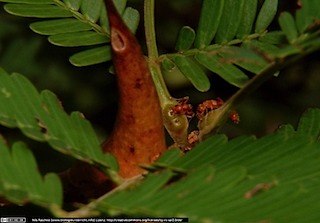 DSCF0858(www_biologieunterricht_info)