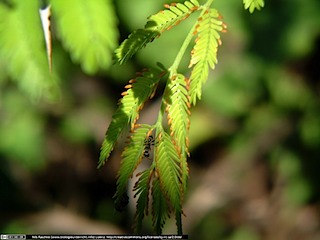 DSCF0926(www_biologieunterricht_info)