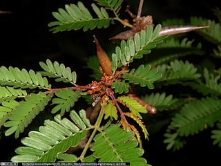 DSCF0937(www_biologieunterricht_info)