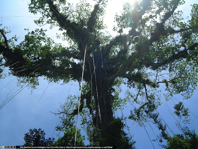 DSCF1715(www_biologieunterricht_info)