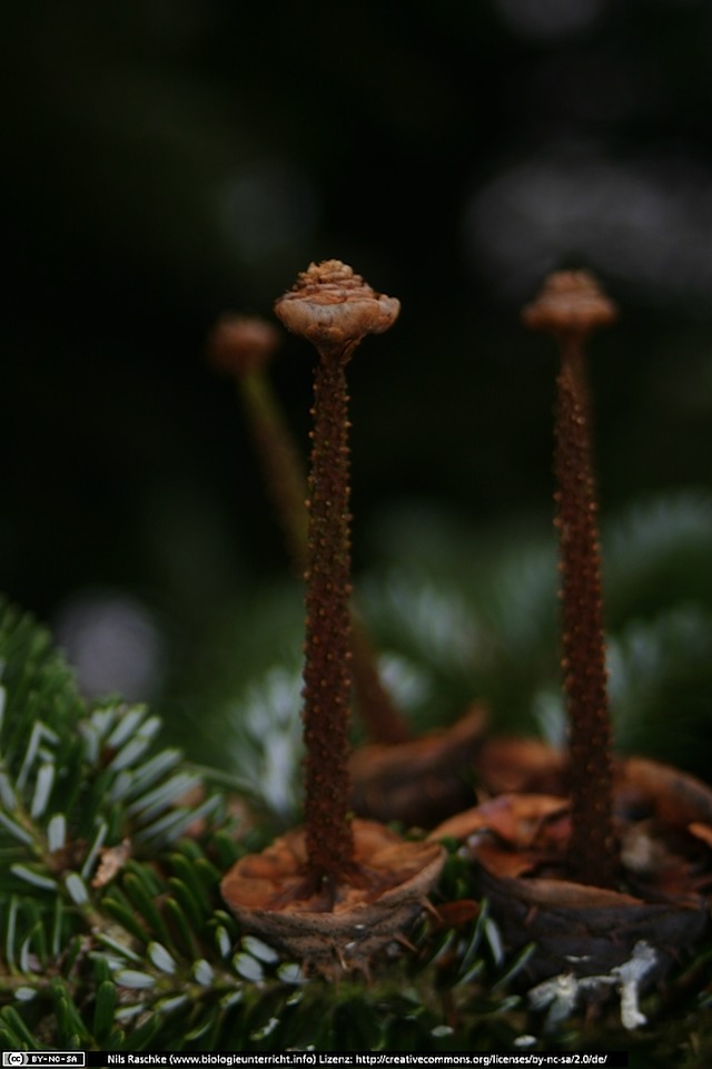 IMG_0445(www_biologieunterricht_info)