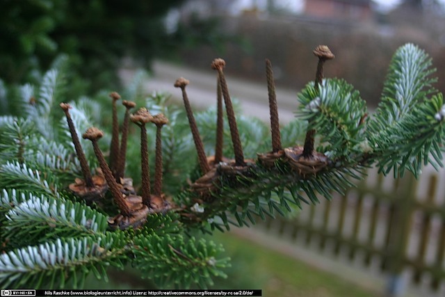 IMG_0448(www_biologieunterricht_info)