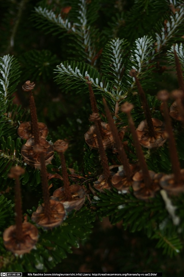 IMG_0454(www_biologieunterricht_info)