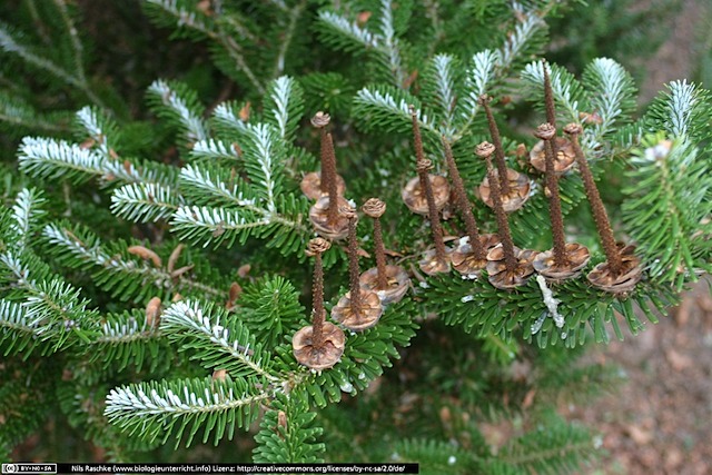 IMG_0458(www_biologieunterricht_info)