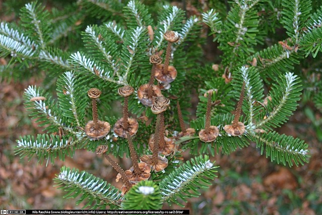 IMG_0459(www_biologieunterricht_info)