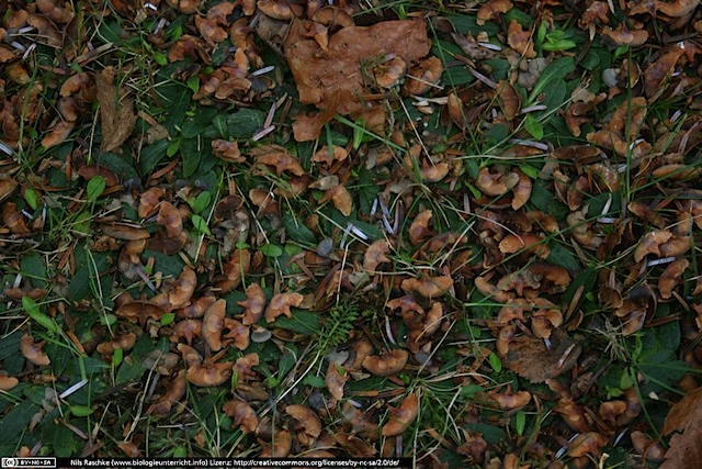 IMG_0461(www_biologieunterricht_info)