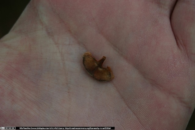 IMG_0462(www_biologieunterricht_info)