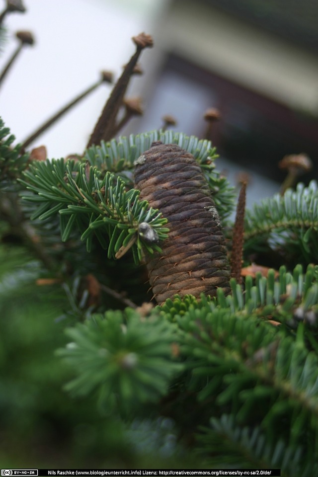 IMG_0467(www_biologieunterricht_info)