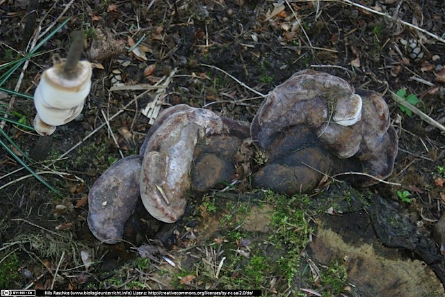 IMG_1003(www_biologieunterricht_info)