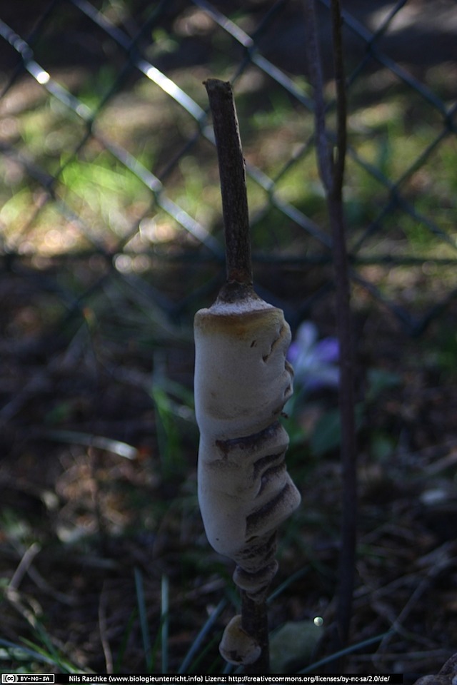 IMG_1005(www_biologieunterricht_info)