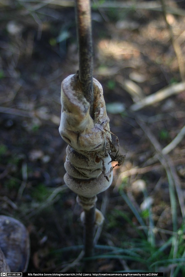 IMG_1008(www_biologieunterricht_info)