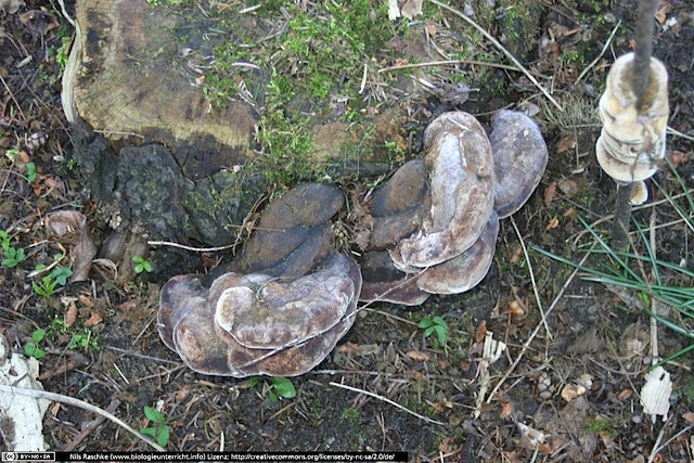 IMG_1012(www_biologieunterricht_info)