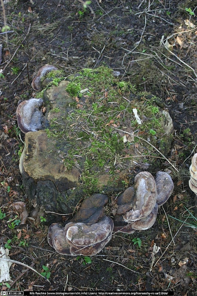 IMG_1013(www_biologieunterricht_info)