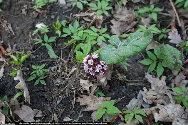 IMG_1341(www_biologieunterricht_info)