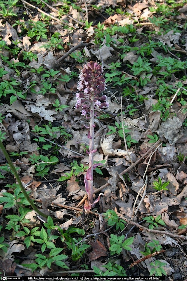 IMG_1345(www_biologieunterricht_info)