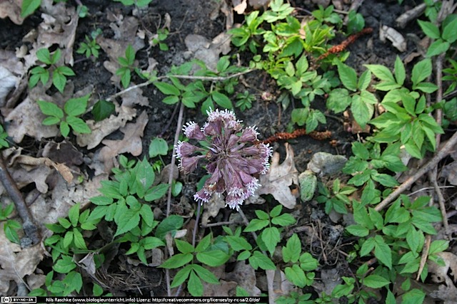 IMG_1346(www_biologieunterricht_info)