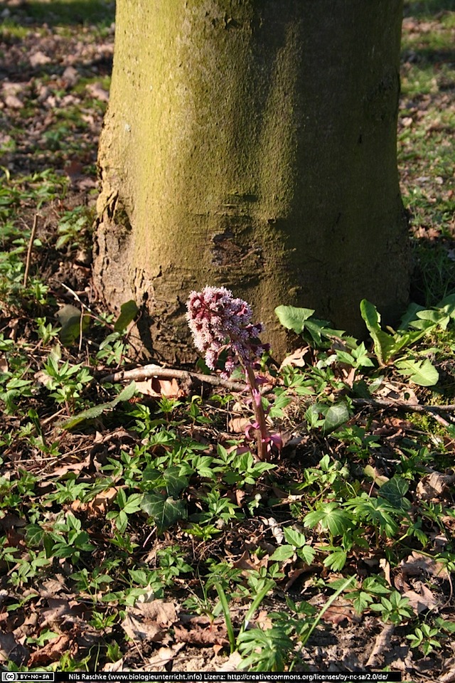 IMG_1354(www_biologieunterricht_info)