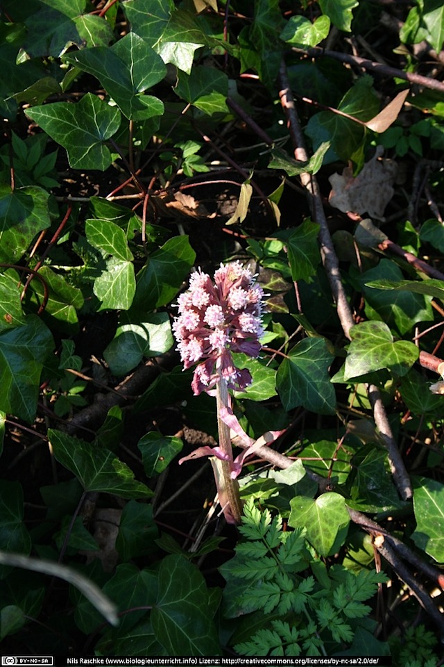 IMG_1355(www_biologieunterricht_info)