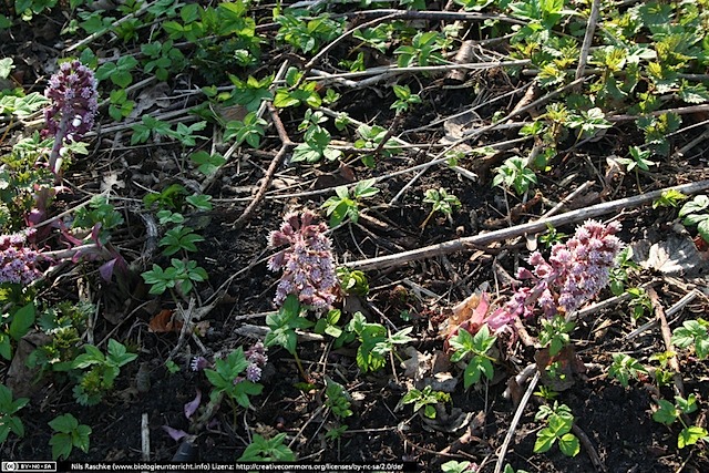 IMG_1357(www_biologieunterricht_info)