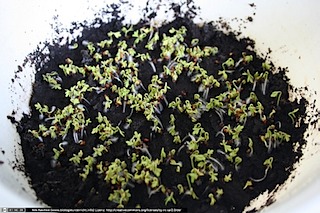 IMG_2294(www_biologieunterricht_info)