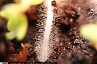 IMG_2304(www_biologieunterricht_info)