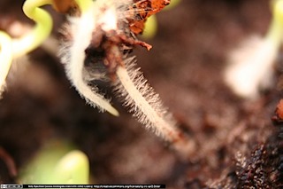 IMG_2305(www_biologieunterricht_info)