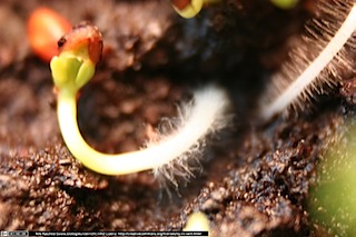 IMG_2311(www_biologieunterricht_info)