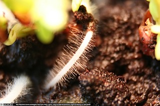 IMG_2312(www_biologieunterricht_info)