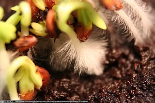 IMG_2314(www_biologieunterricht_info)