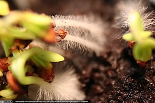 IMG_2315(www_biologieunterricht_info)