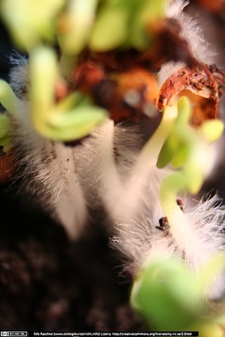 IMG_2316(www_biologieunterricht_info)