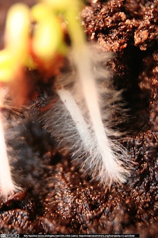 IMG_2318(www_biologieunterricht_info)