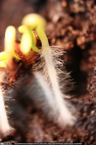 IMG_2321(www_biologieunterricht_info)