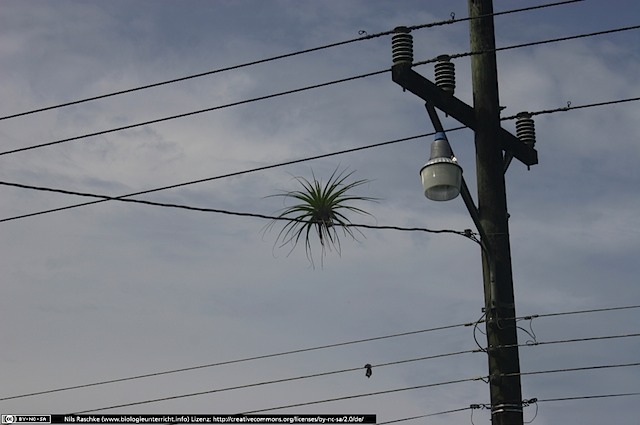 IMG_7569(www_biologieunterricht_info)