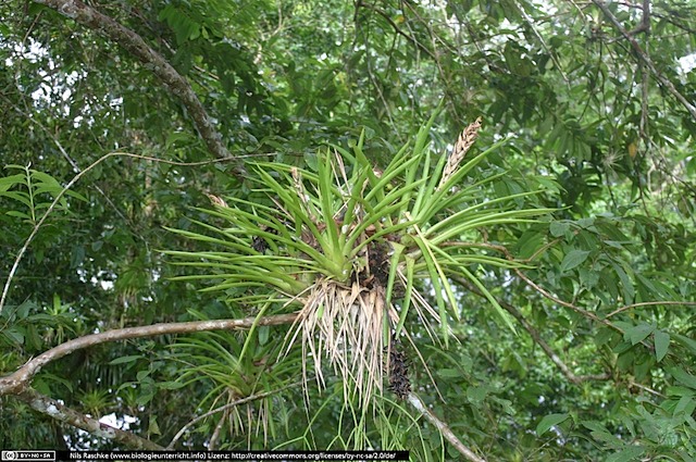 IMG_7608(www_biologieunterricht_info)