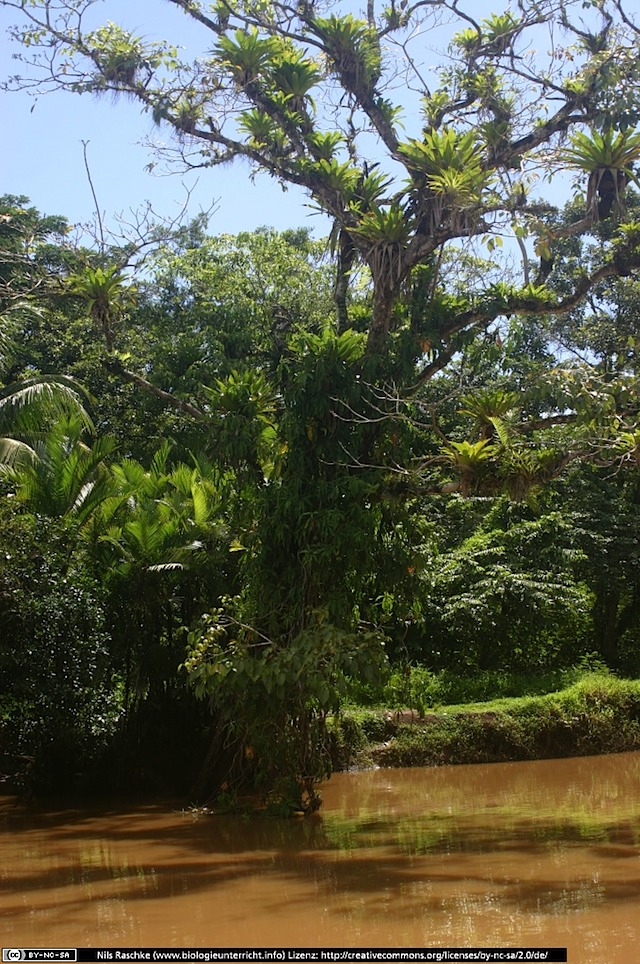 IMG_7611(www_biologieunterricht_info)