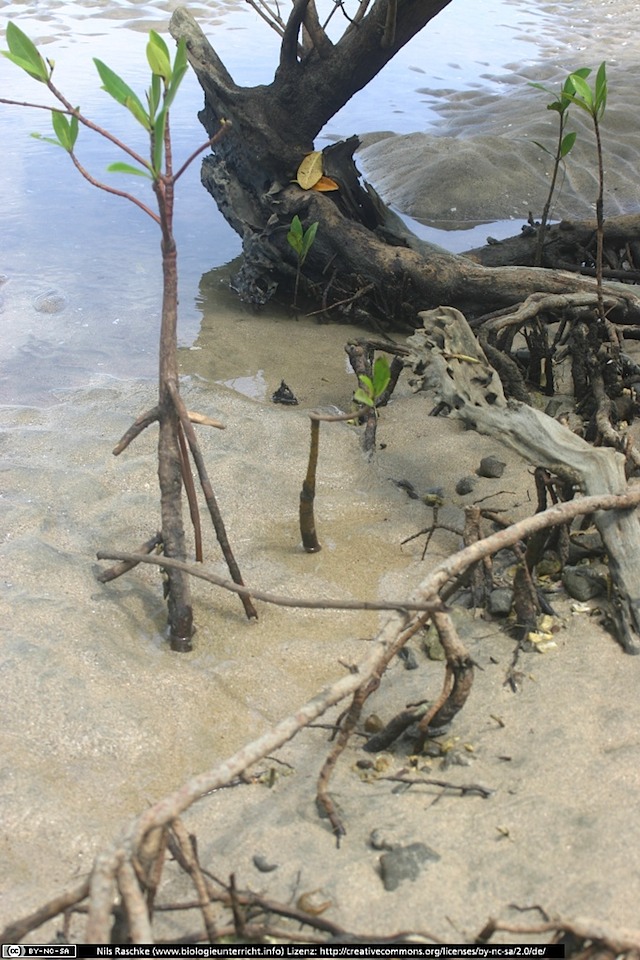 IMG_7862(www_biologieunterricht_info)