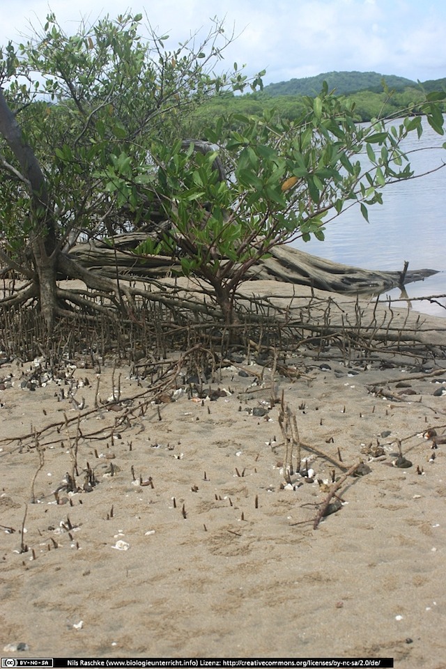 IMG_7863(www_biologieunterricht_info)