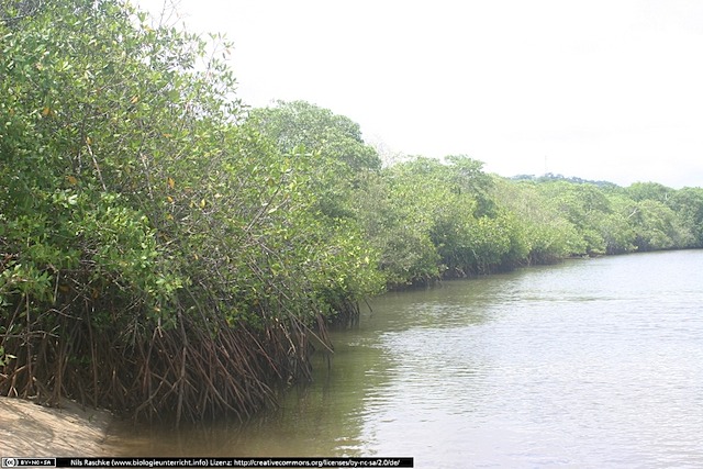 IMG_7865(www_biologieunterricht_info)