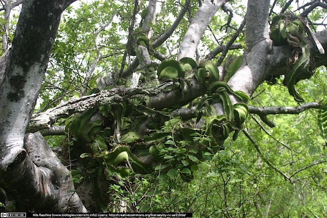 IMG_7936(www_biologieunterricht_info)