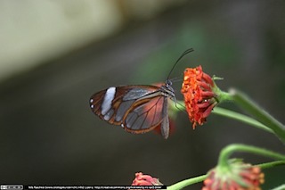 IMG_8081(www_biologieunterricht_info)