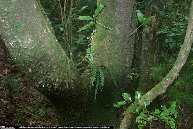 IMG_8326(www_biologieunterricht_info)