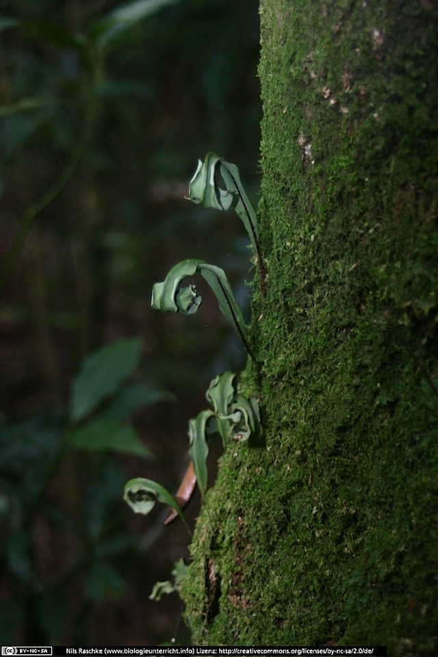 IMG_8330(www_biologieunterricht_info)